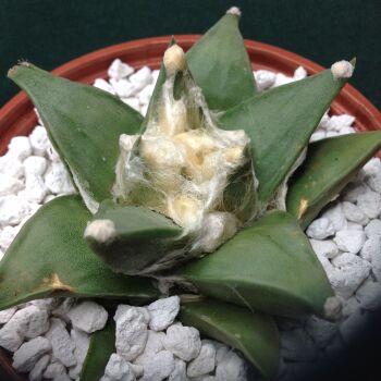 11.39 Ariocarpus retusus