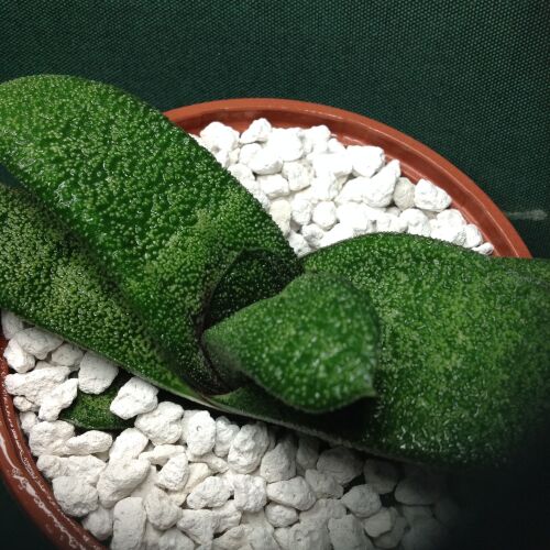 Gasteraloe batesiana Barbeton form 10.5cm