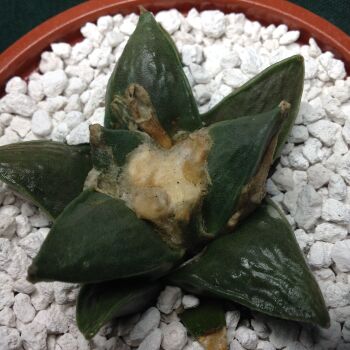 11.44 Ariocarpus retusus