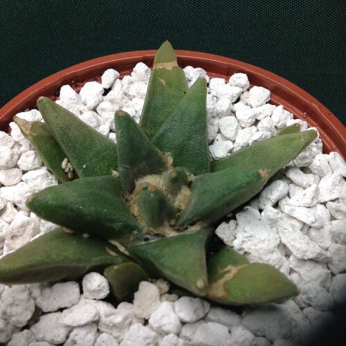 11.42 Ariocarpus furfuraceus v rostratus