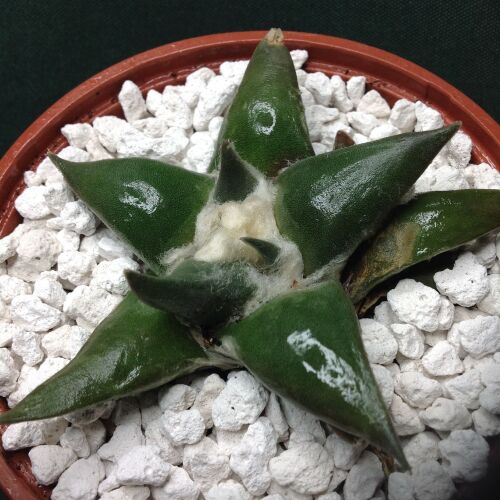 11.41 Ariocarpus retusus Dolores