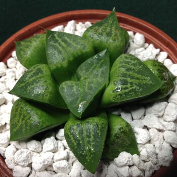 11.51 Haworthia retusa hybrid 10.5cm