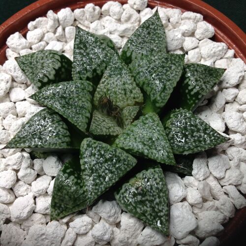 10.51 Haworthia picta 10.5cm