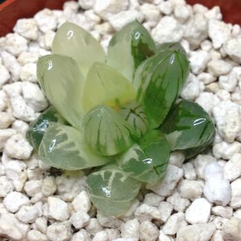 11.52 Haworthia obtusa variegate 6.5cm