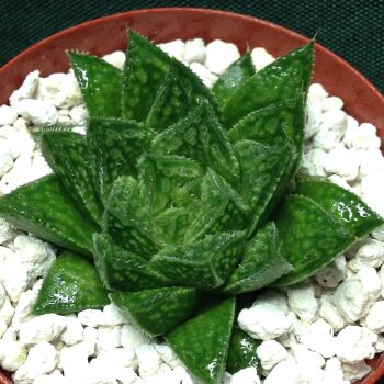 11.55 Haworthia comptoniana x H cv Misty 6.5cm