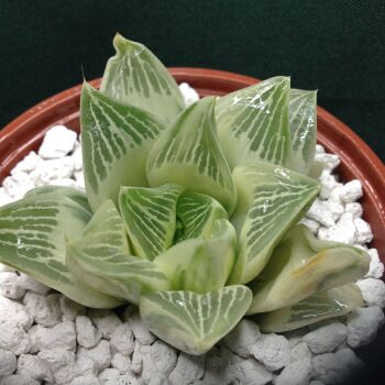 11.54 Haworthia retusa reverse variegate 10.5cm