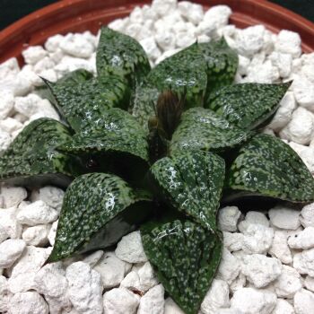11.56 Haworthia picta 10.5cm