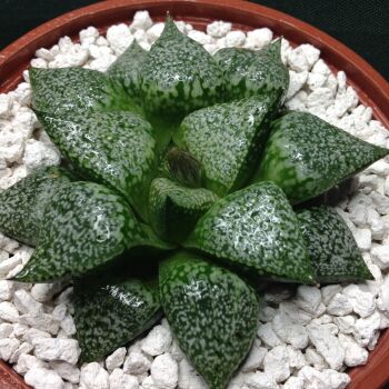 11.58 Haworthia picta 10.5cm