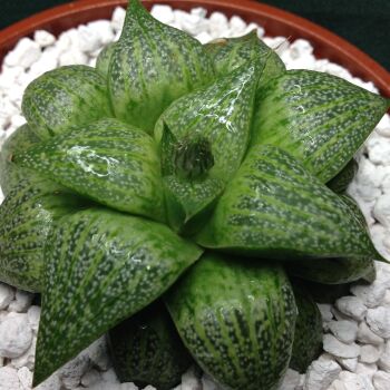 11.59 Haworthia emelyae hybrid 10.5cm