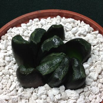 11.34 Haworthia maughanii hybrid 9cm