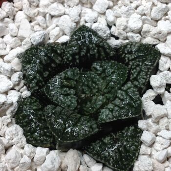 11.71 Haworthia cv Blue Diamond 9cm