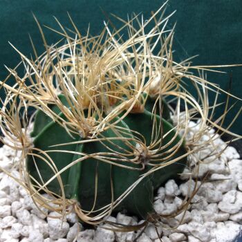 Astrophytum capricorne aurea 1 Litre 11.65