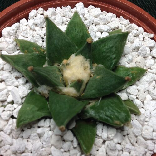 11.61 Ariocarpus furfuraceus 10.5cm