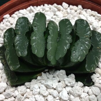 11.79 Haworthia truncata 10.5cm
