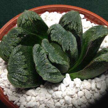 11.72 Haworthia maughanii x pygmaea hybrid 10.5cm