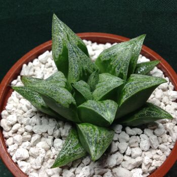 11.63 Haw cv Santorini 9cm