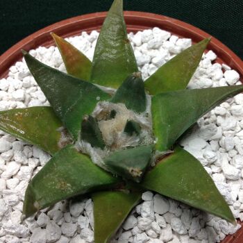 11.62 Ariocarpus furfuraceus v rostratus