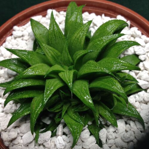 11.73 Haworthia parksiana hybrid 10.5cm