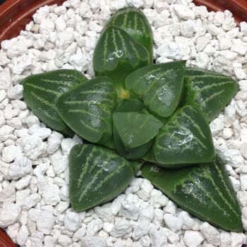 11.30 Haworthia retusa 9cm