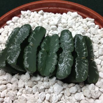 11.68 Haworthia truncata 10.5cm