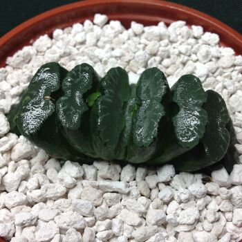 11.67 Haworthia truncata 10.5cm