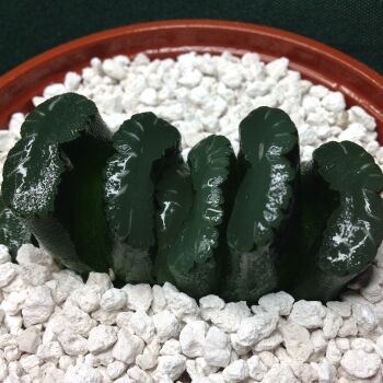 11.69 Haworthia truncata 10.5cm