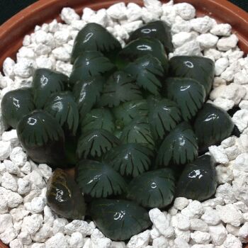 11.70 Haworthia obtusa 9cm
