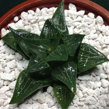 11.75 Haworthia retusa hybrid 9cm