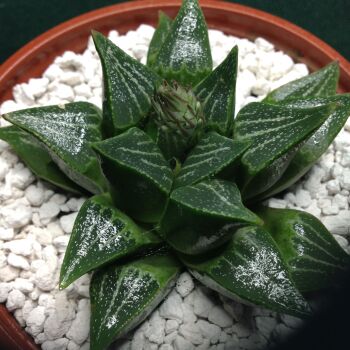 11.77 Haworthia retusa hybrid 10.5cm