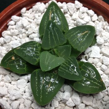 11.74 Haworthia retusa hybrid 9cm