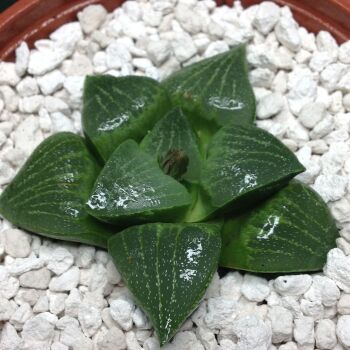 11.31 Haworthia retusa hybrid 9cm