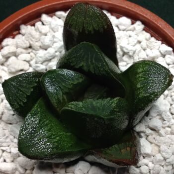 11.78 Haworthia maughanii hybrid 9cm