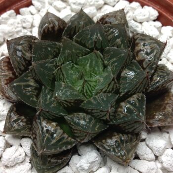 11.60 Haw cv Mirror Ball 9cm