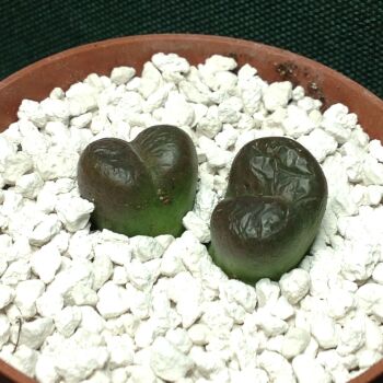 Conophytum lithopsoides