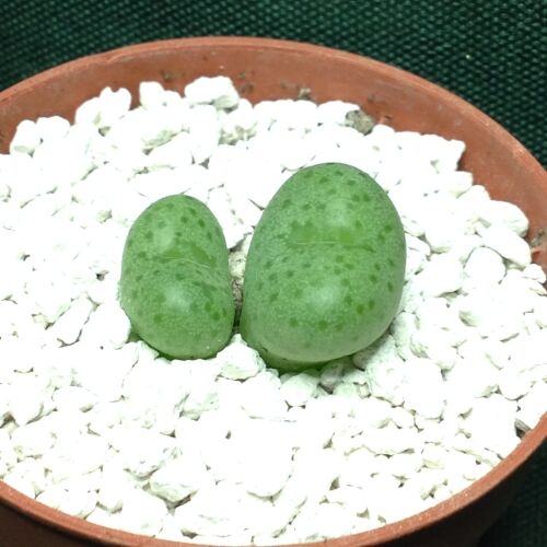 Conophytum jacobsenianum