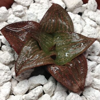 02.01 Haworthia cv Plump Girl x osterhuizensis GM 320 6.5cm