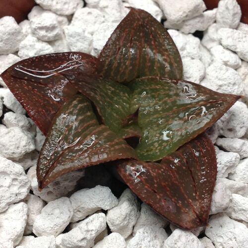 02.01 Haworthia cv Plump Girl x osterhuizensis GM 320 6.5cm