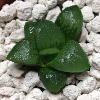 02.02 Haworthia cv Nikko 6.5cm