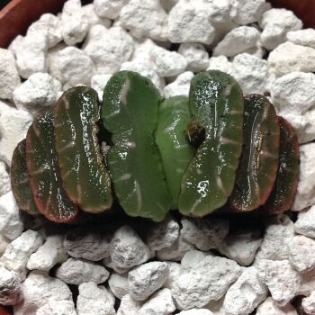 02.04 Haworthia truncata 6.5cm