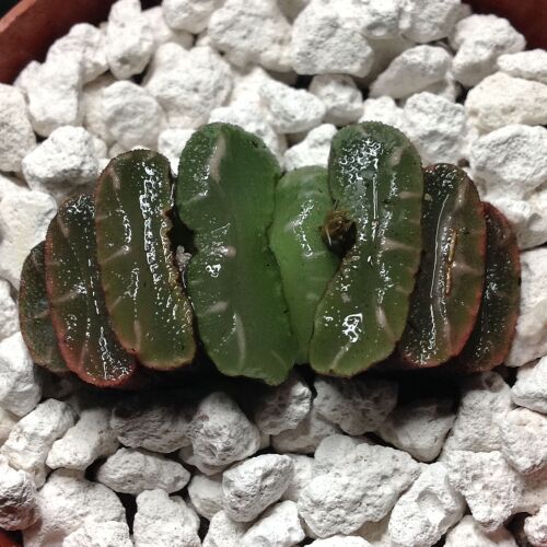 02.04 Haworthia truncata 6.5cm