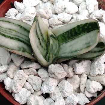 01.03 Gasteria variegata 6.5cm