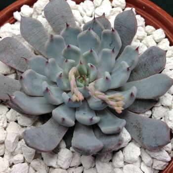 Echeveria cuspidata v zaragosae 10.5cm