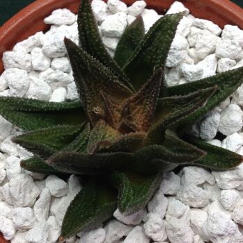 10.03 Haworthia scabra x pygmaea cm