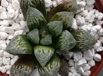 01.05 Haworthia hybrid 10.5cm