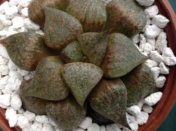 03.05 Haworthia picta hybrid 10.5cm