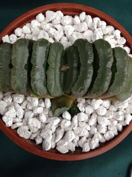 04.05 Haworthia hybrid 10.5cm