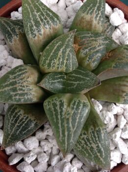06.05 Haworthia hybrid 10.5cm