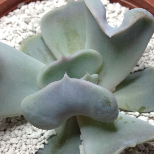 Echeveria cv Topsy Turvy 9cm