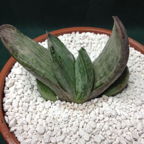 Gasteria variegata nigricans striata 9cm