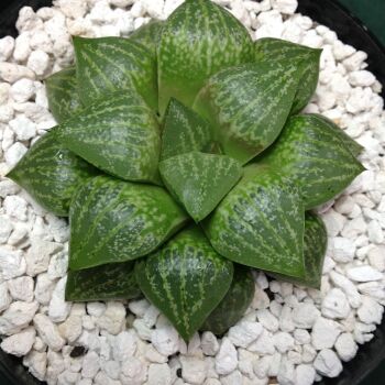 001 Haworthia hybrid 1 Litre
